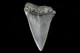 Fossil Mako Shark Tooth - Georgia #75041-1